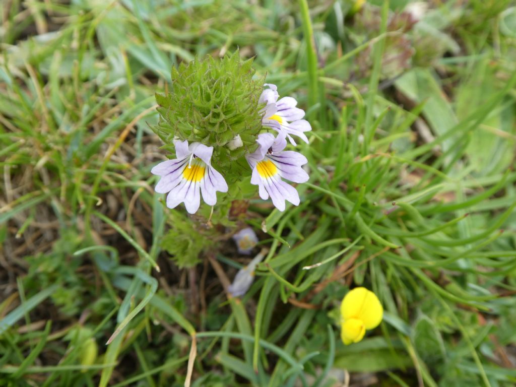 Euphrasia sp.